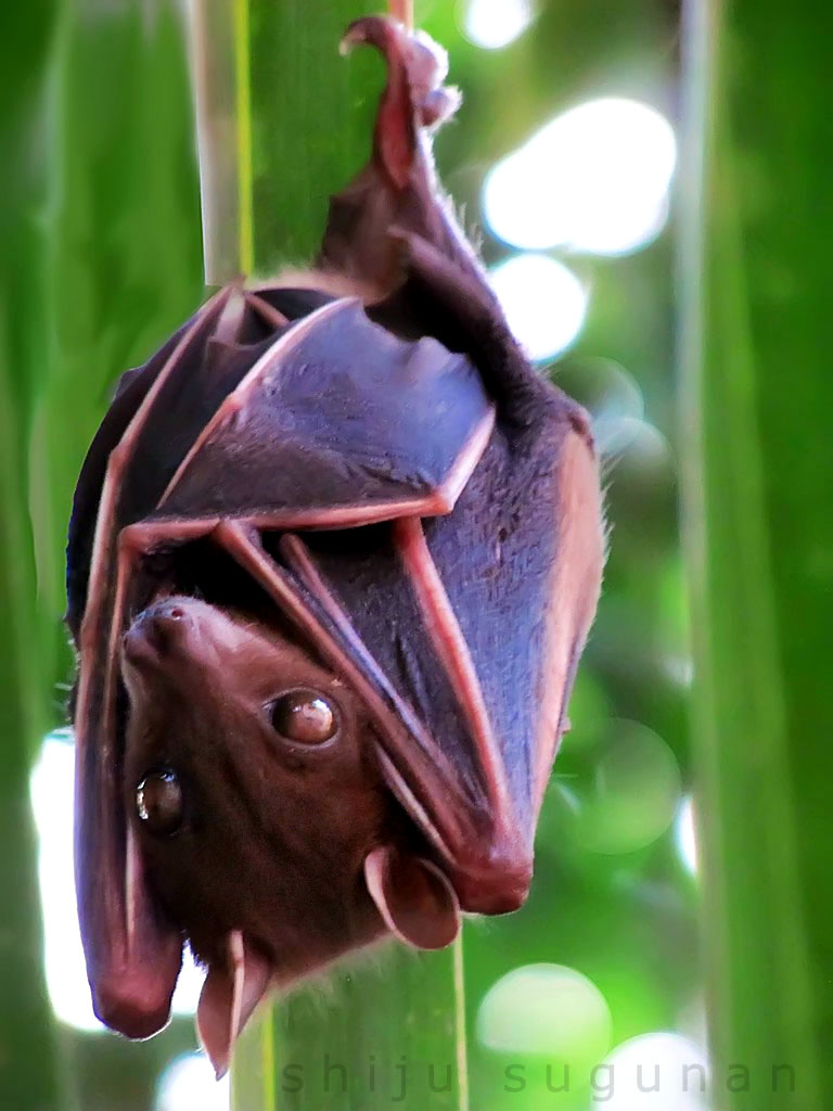 Cranium Bolts Bat Cranium Bolts Bat