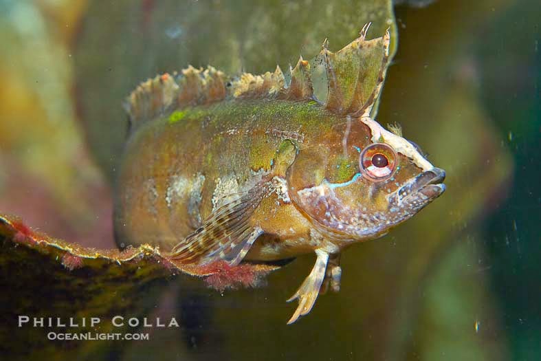 Crevice Rockfish (Gibbonsia Montereyensis)