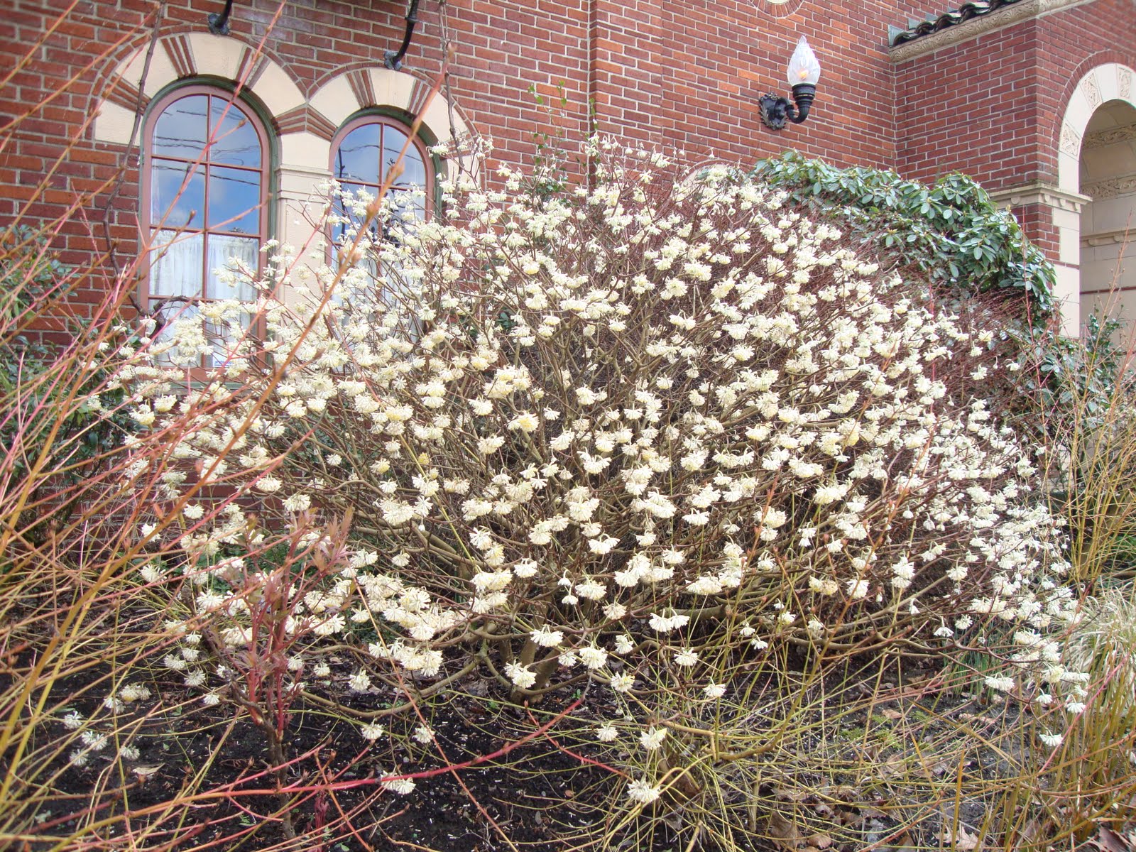 A Trip To Cistus Nursery