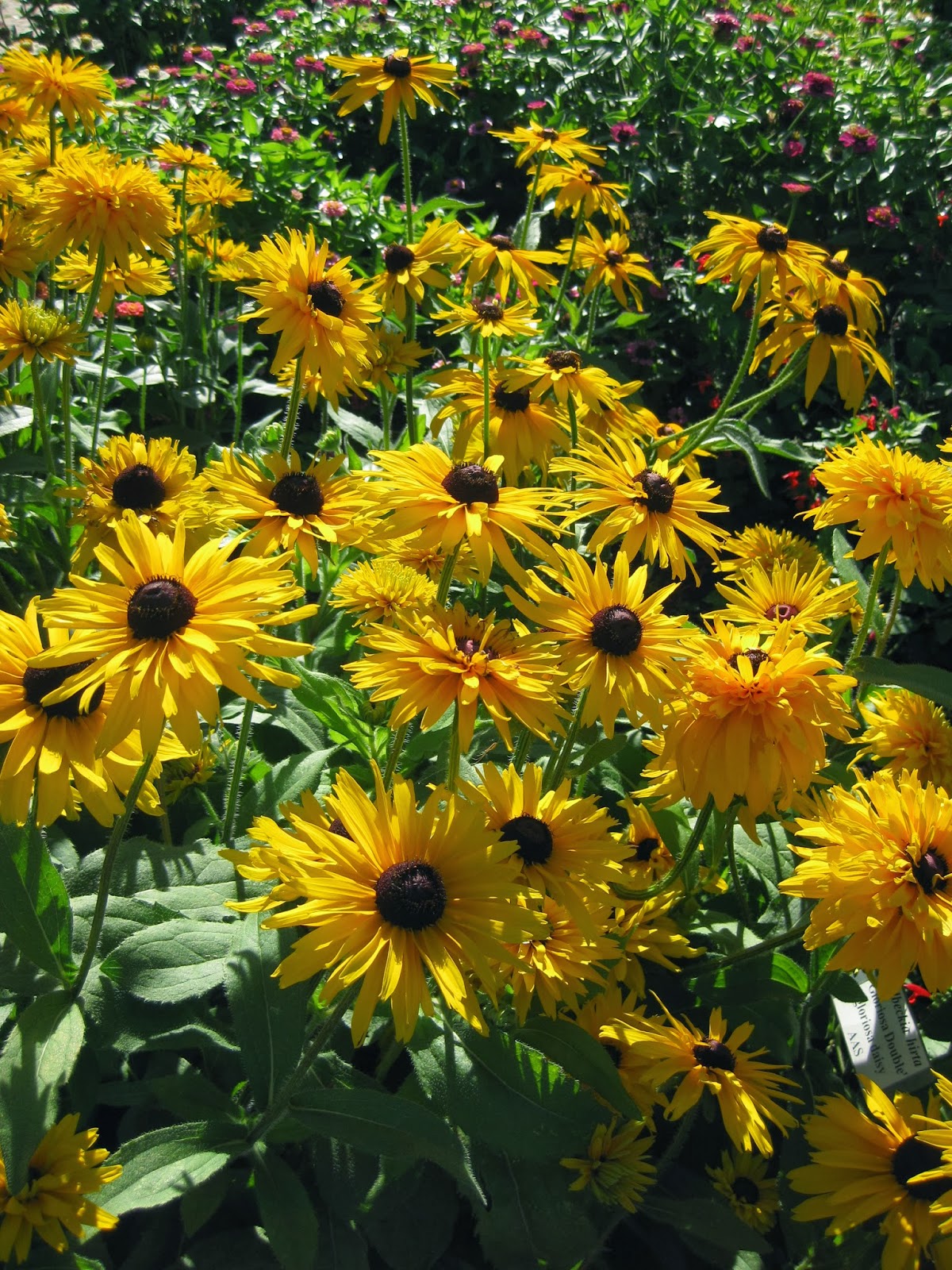 Rotary Botanical Gardens - Hort Blog: Glorious Gloriosa Daisies