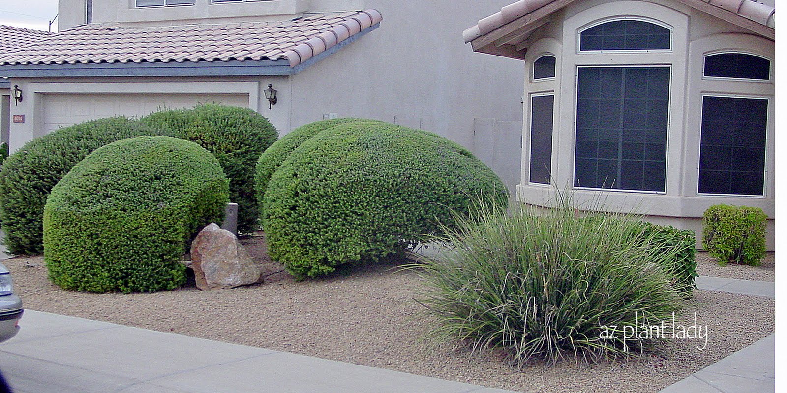The Ugly Truth What Over Pruned Shrubs Really Look Like