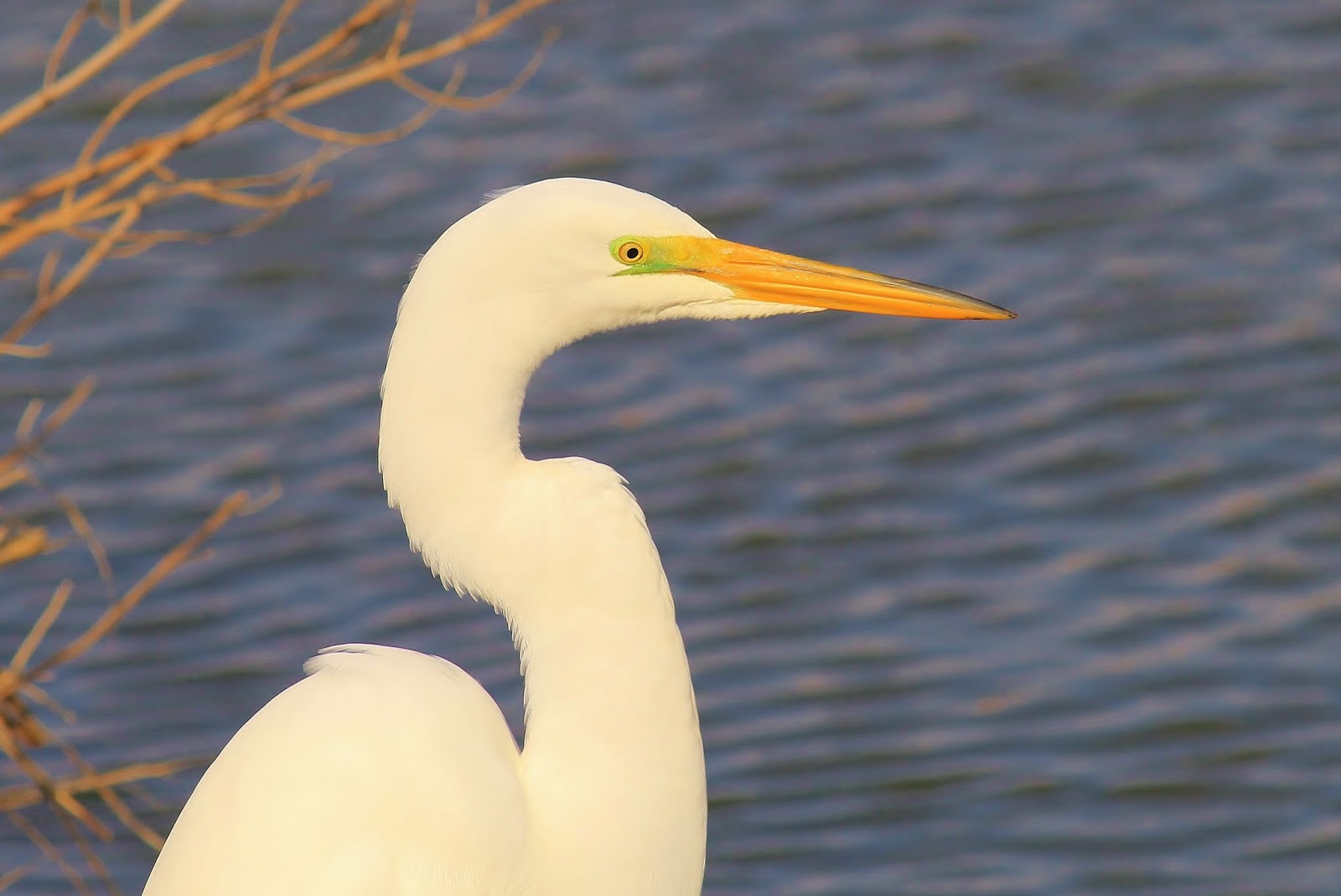 Nature on the Edge of New York City Big White Birds Return to NY Harbor