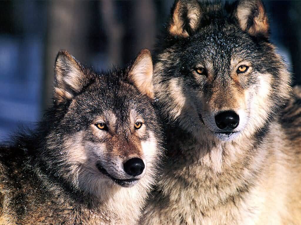 Wallpaper Blog gray wolf backgrounds