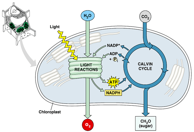 light reaction in photosythesis light reaction in photosythesis
