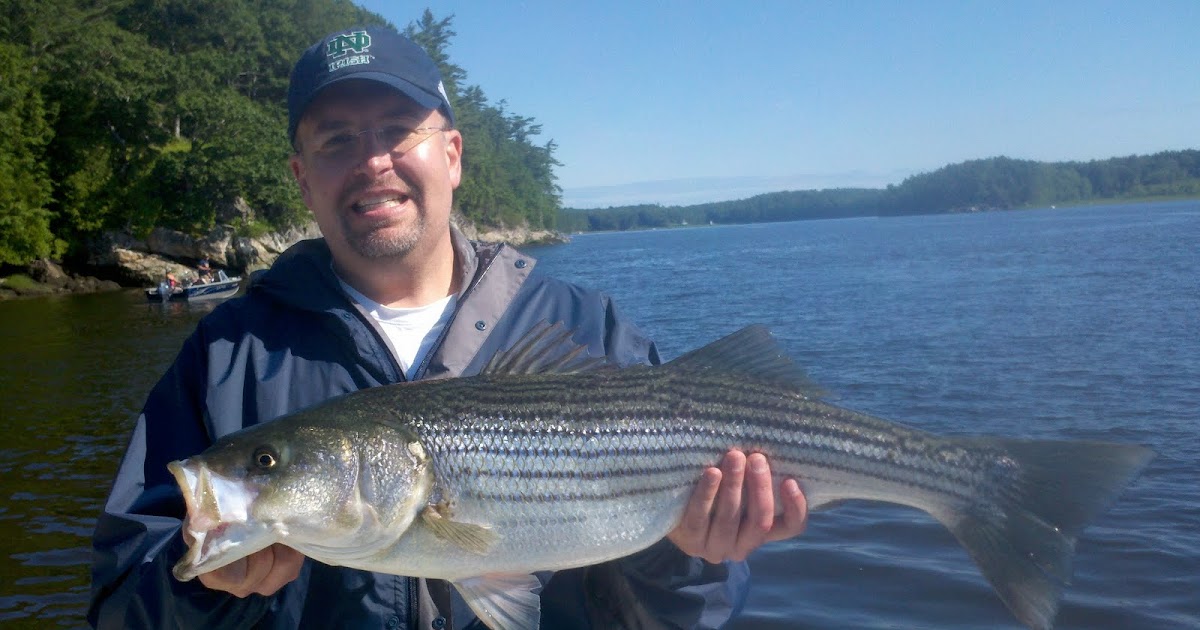 Maine Striper Fishing Charters & Reports Hotline 2076910745 Maine