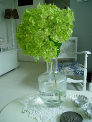 Hortensia Annabelle