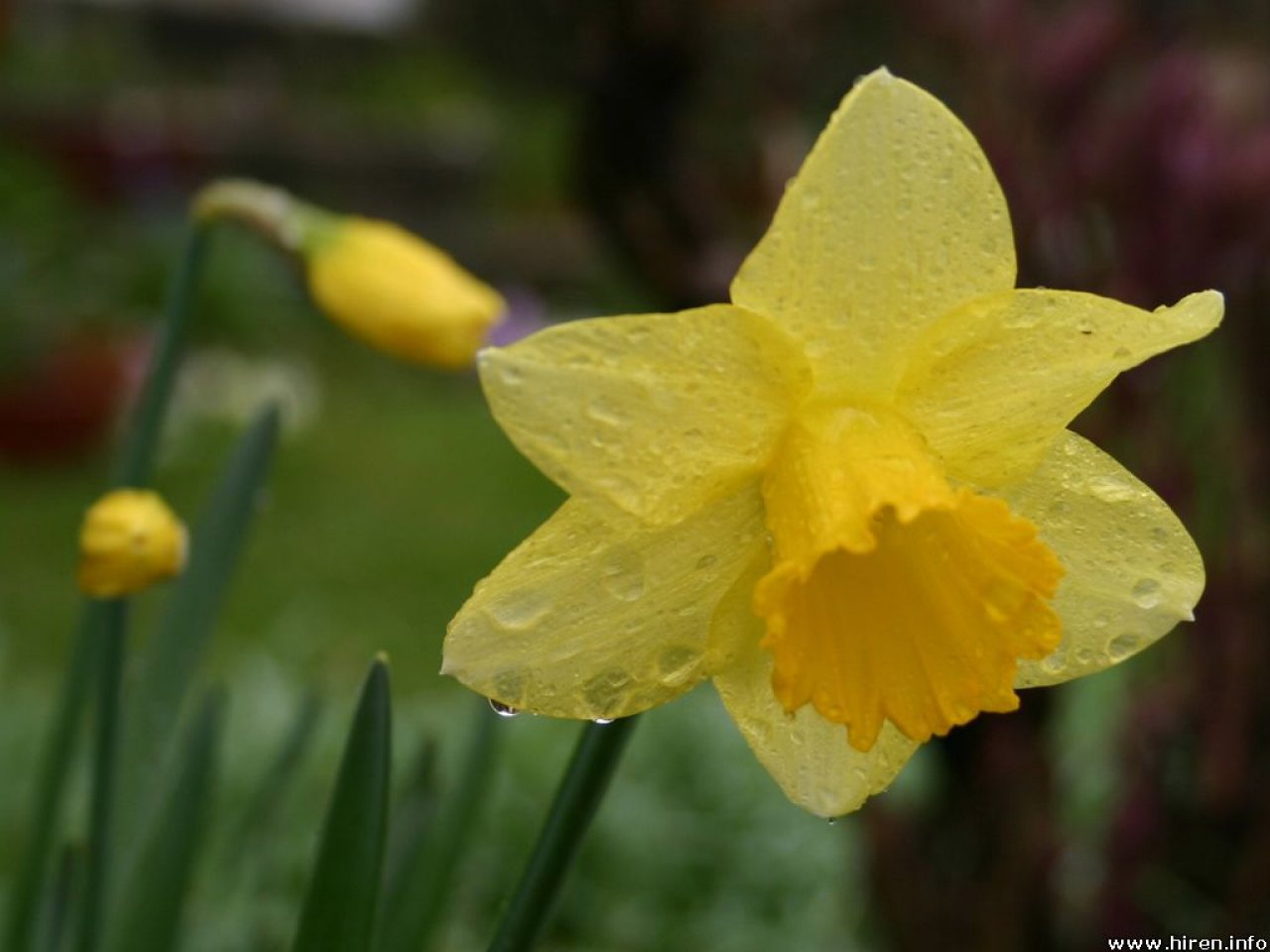 http://2.bp.blogspot.com/-v7otXZhgbu8/TdnORIUrHZI/AAAAAAAADrU/7Og1VpZ12FM/s1600/Daffodil2.jpeg