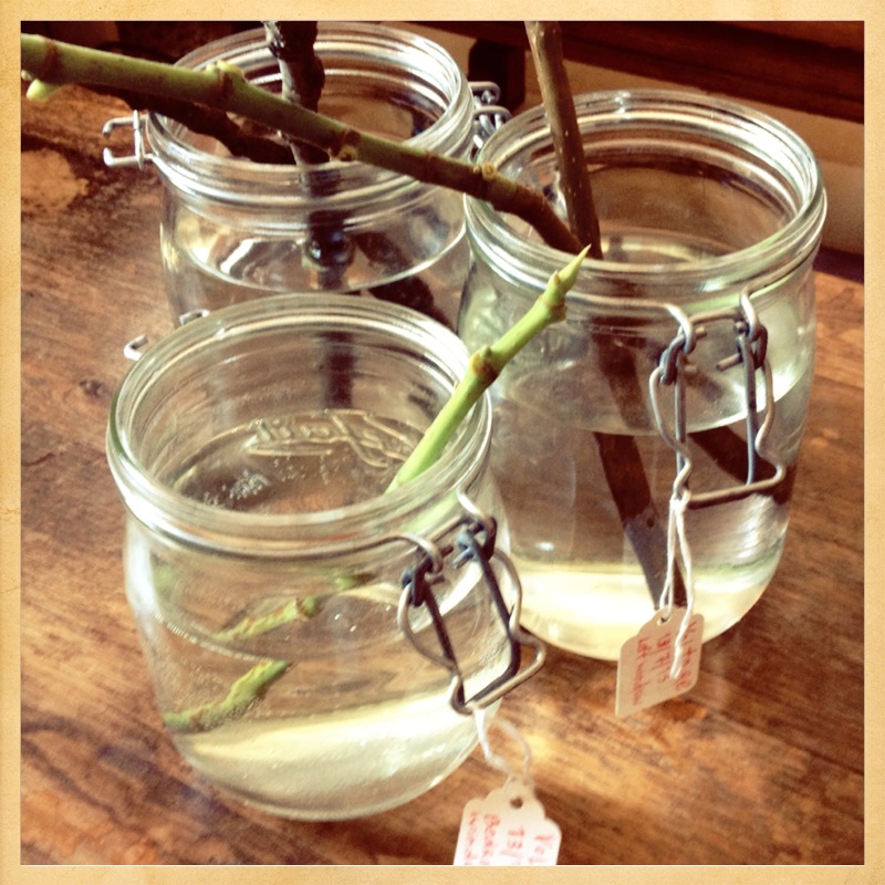 I�m an Outlaw, Not a Hero A New Twist Fig Tree