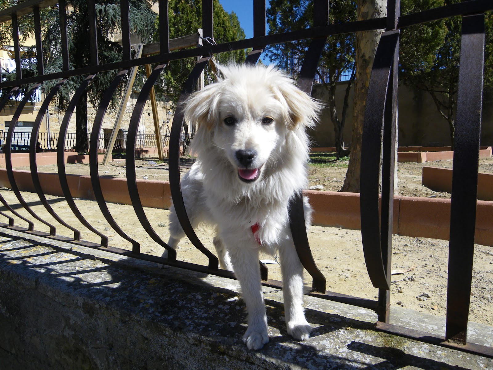 CRONOLOGIA DI PIAZZA ARMERINA Un amico a 4 zampe