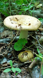 The Russula spp. that came home with us.  