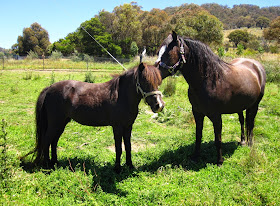 A miniature horse and a pony in a paddock.