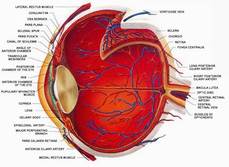 Structure Of Human Eye Biology Diagrams Human Eye Diagram Human Eye