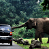 Ngintip Taman Safari Indonesia II Prigen thumbnail