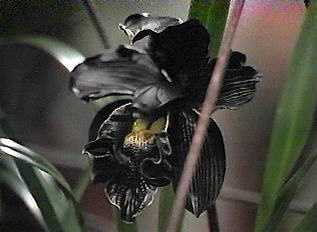 Orchid Guides Blog Black And White Orchid Flower Meaning