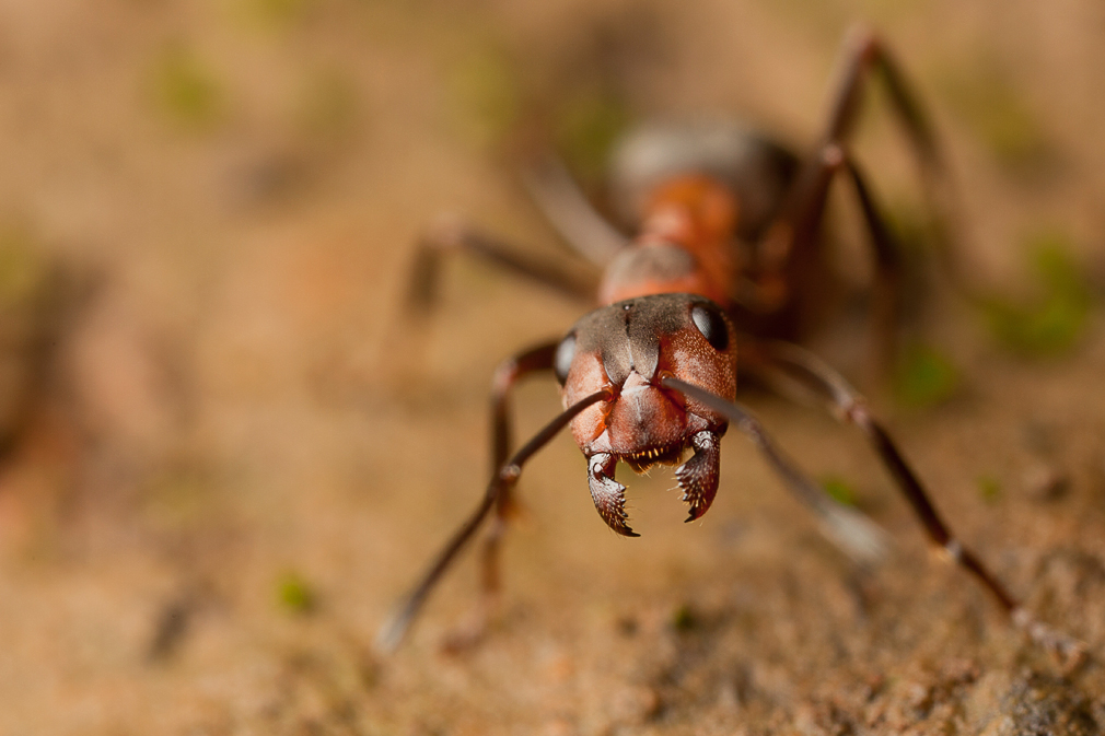 phils photographic adventures Wood Ants At Arnside Knott summer 2011