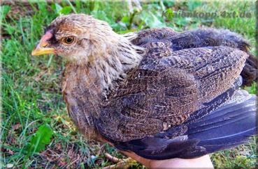 chicks kotopoulakia