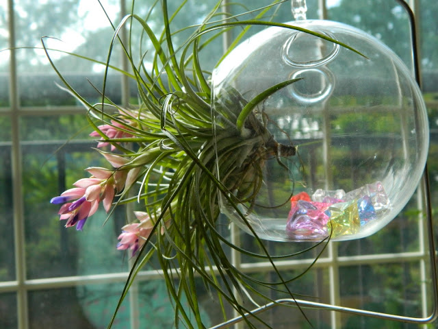 Airplants need water to grow