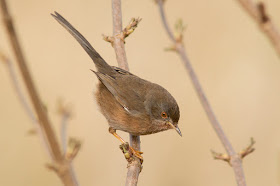 Dartford Warbler