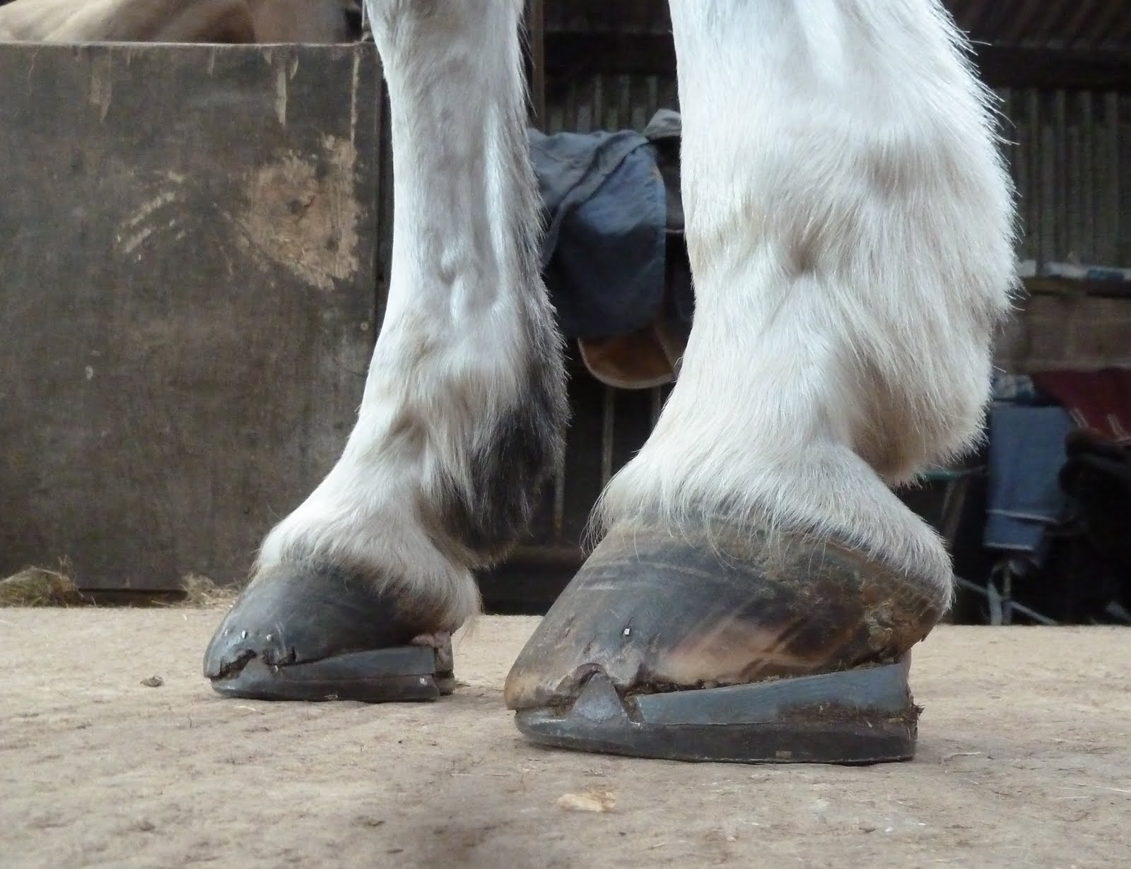 Rockley Farm The horse with the wedges continued!