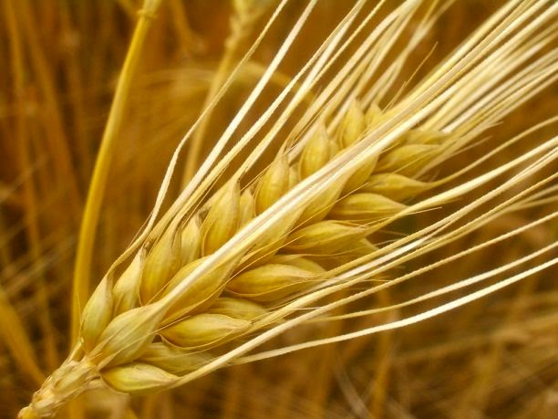 http://www.naturalbodytips.com/2014/10/health-and-beauty-benefits-of-barley.html