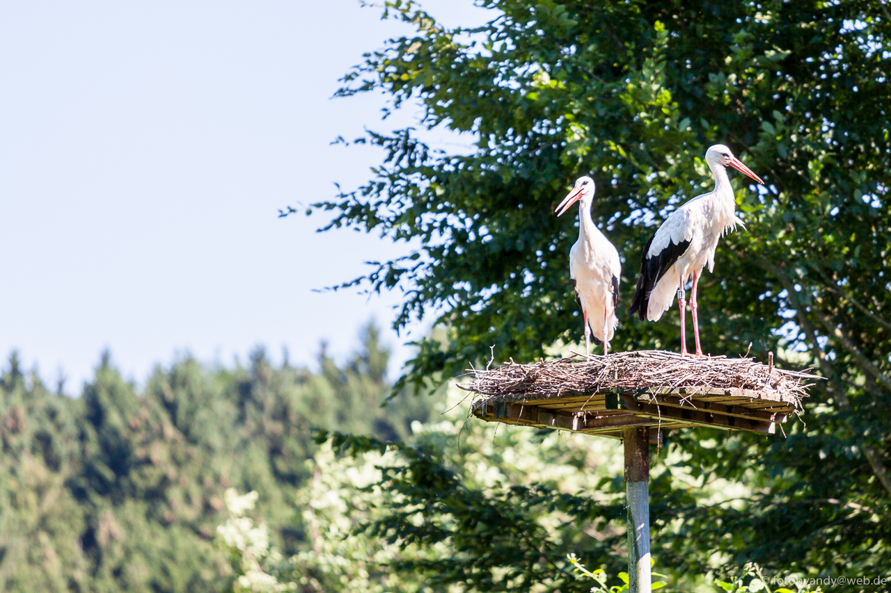 Frau Nima Sommer Was Hilft