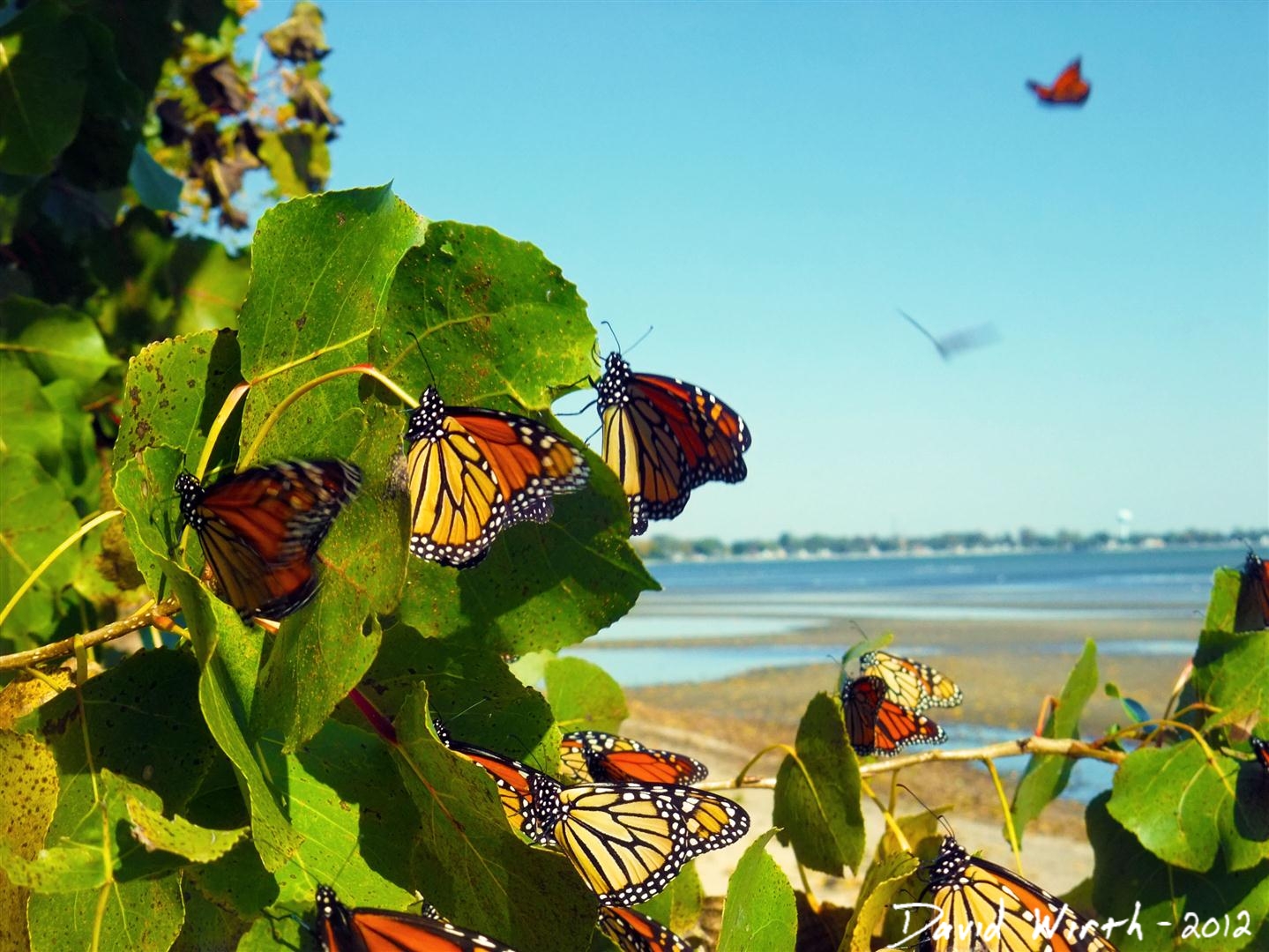 Monarch Butterfly Migration