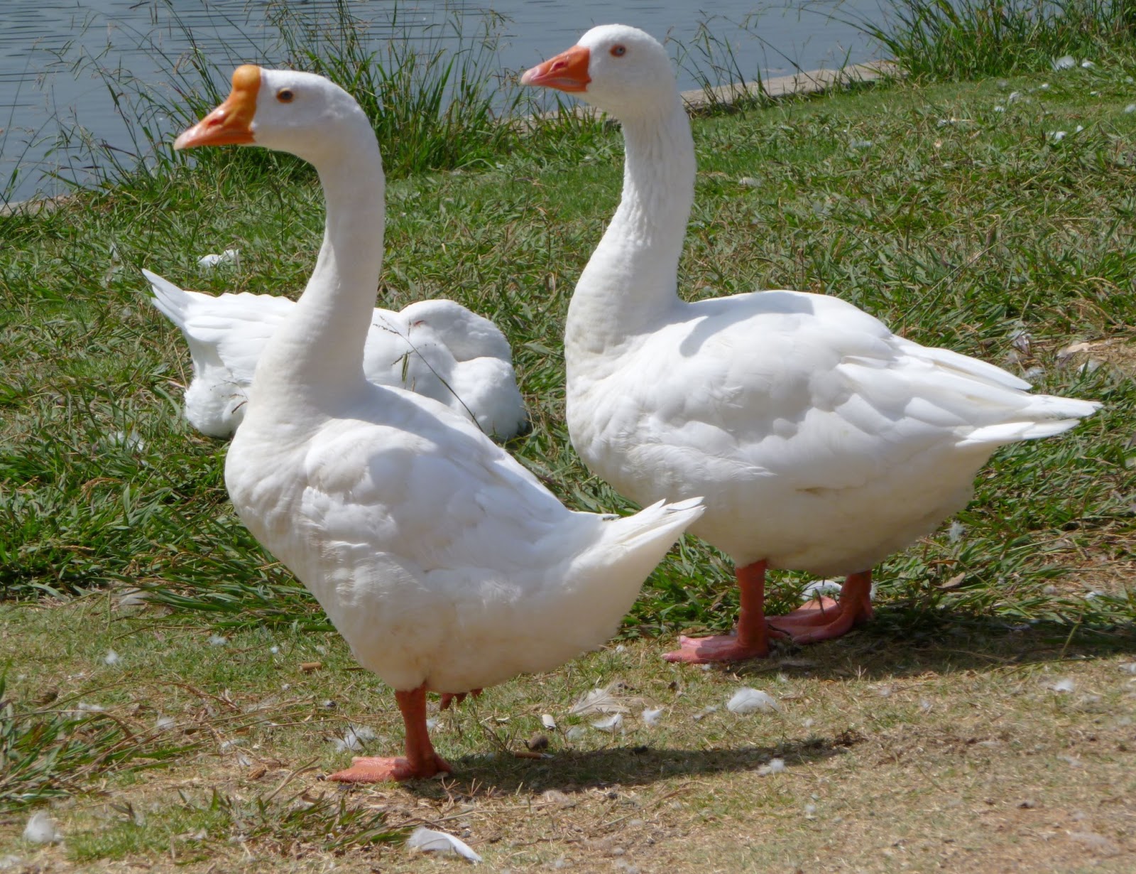 Breeding geese in the farm Breeding geese in the farm