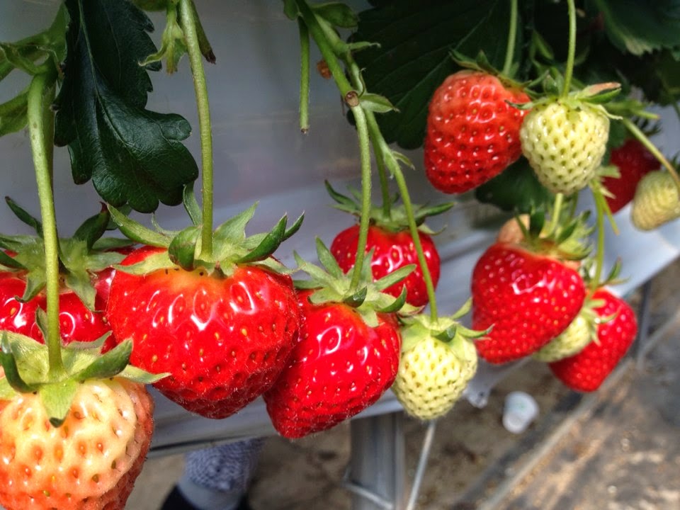 Kristen In Korea! Nonsan Strawberry Festival!