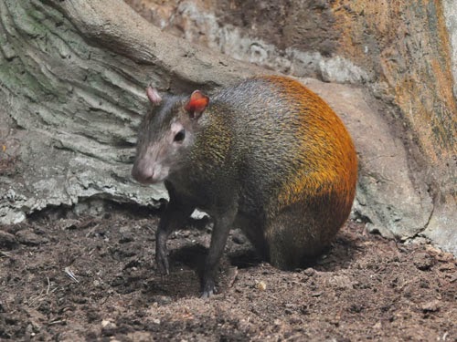 Dasyprocta Leporina Animals Amazing Facts & New Pictures Animals Lover