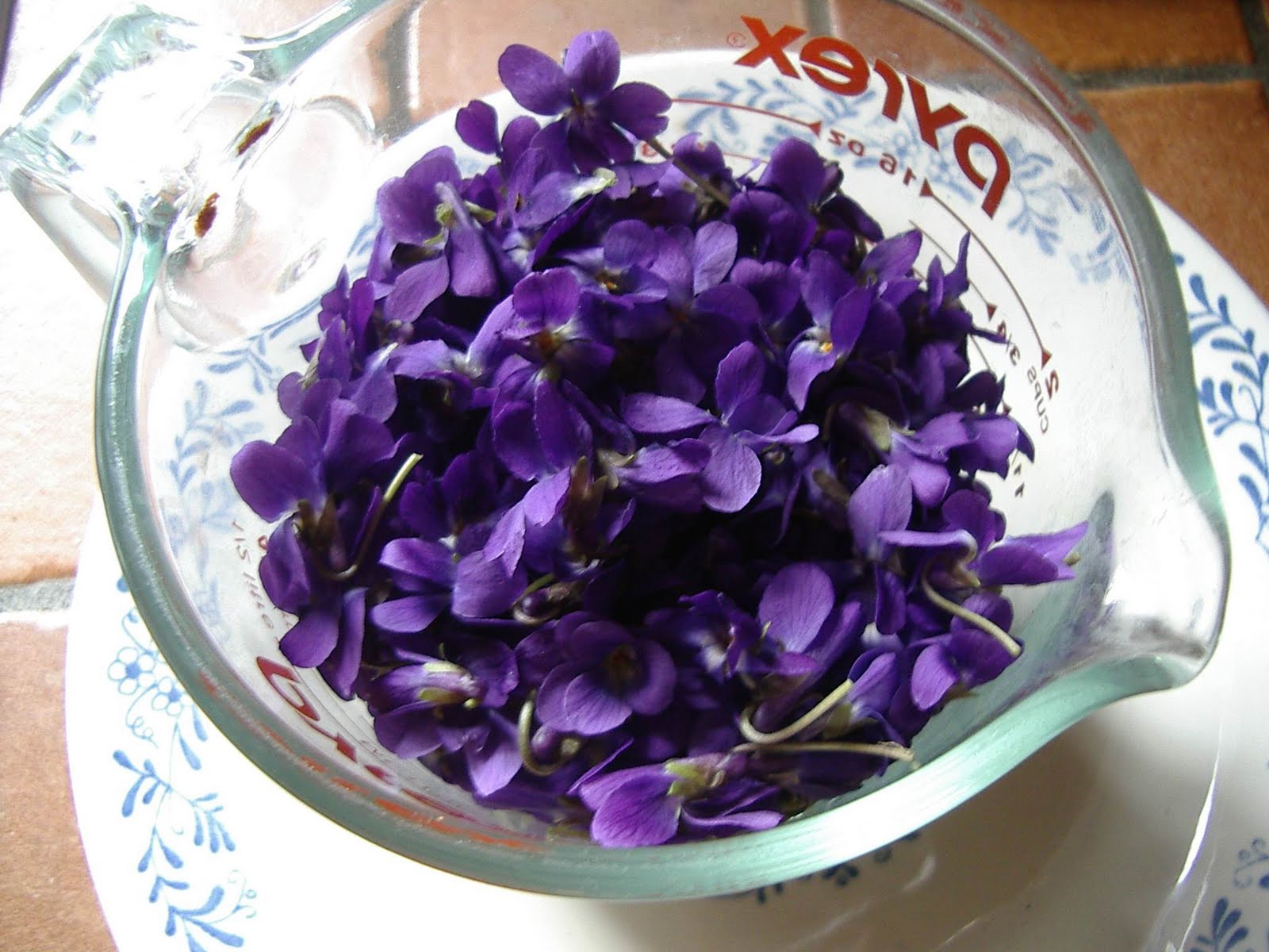 Little City Farm Spring wild edibles violet jelly