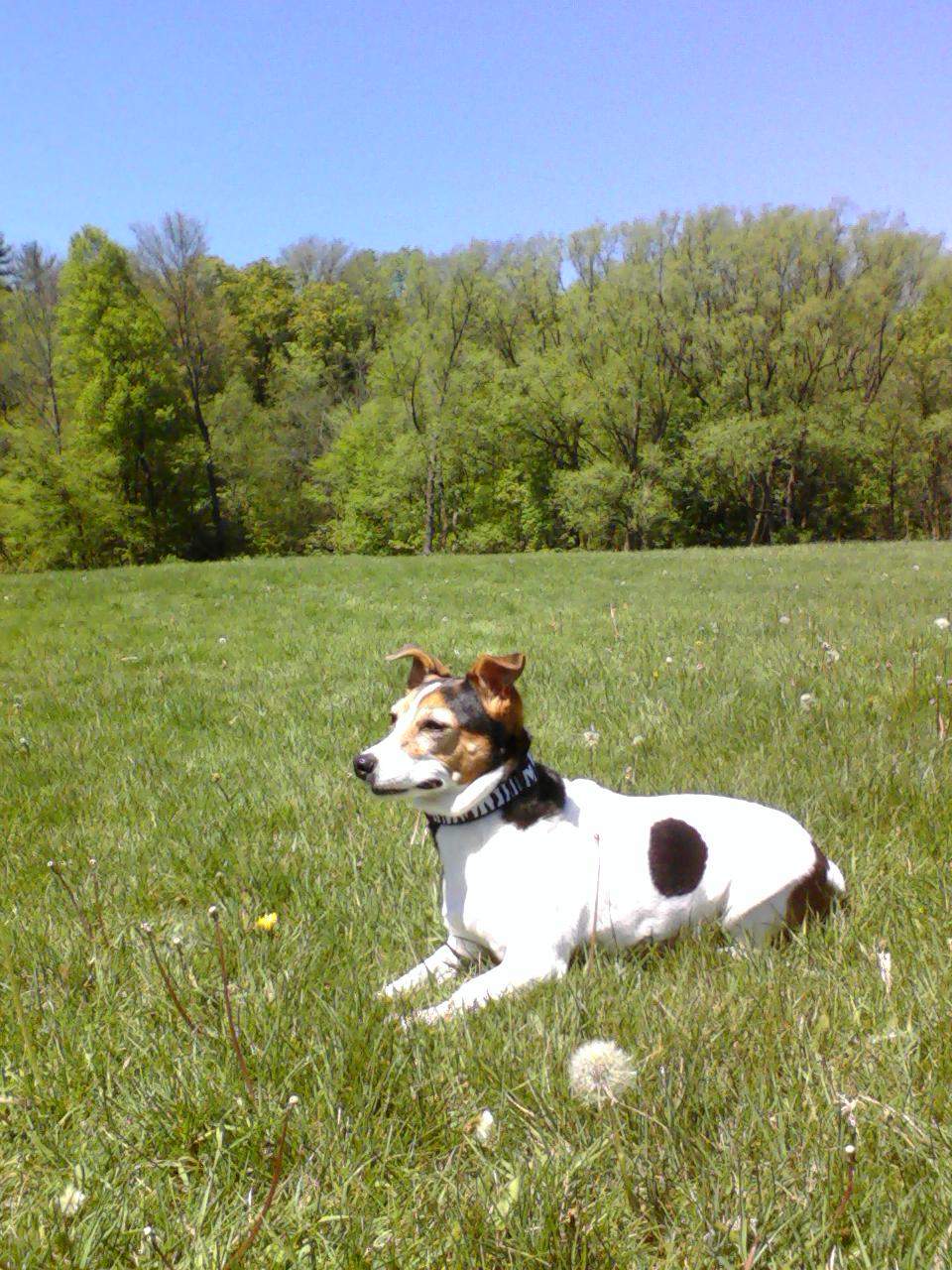 Dog Training Milton Ontario Dog Training Milton Ontario