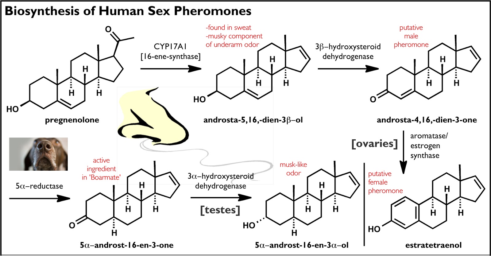 modern steroid science On the Existence of Human Pheromones