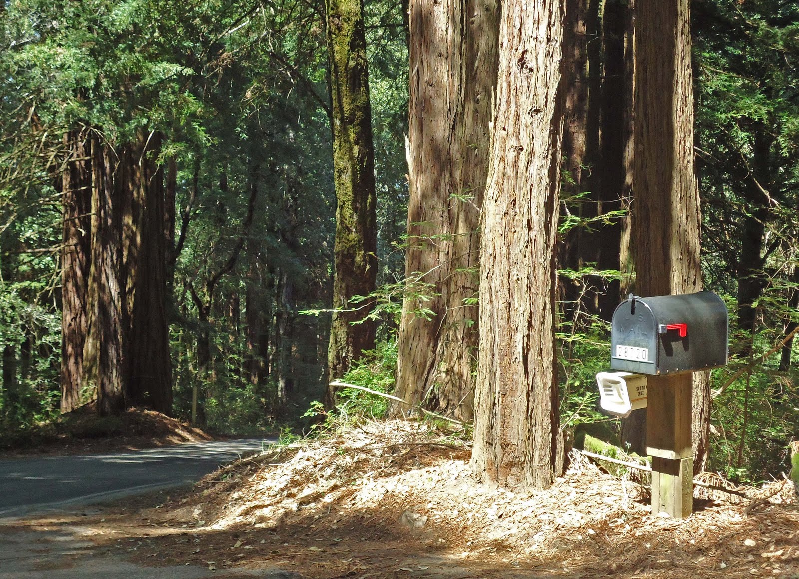life in Canada giant redwoods