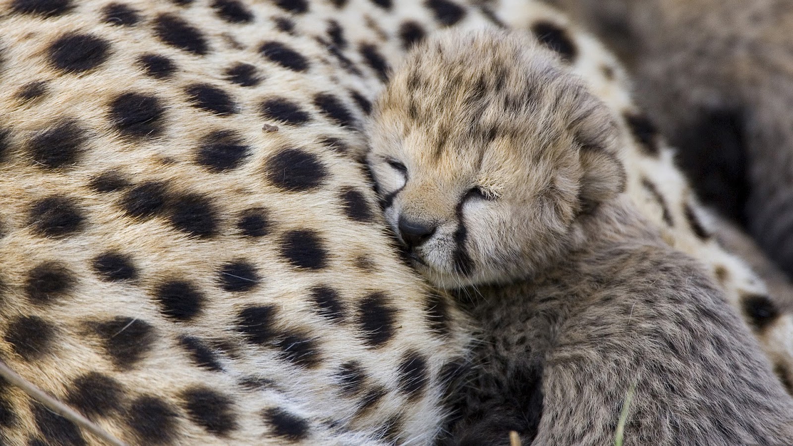 http://2.bp.blogspot.com/-vCSSElFH5NM/T3SiLl_IxmI/AAAAAAAABCI/52x4dyDB1Ik/s1600/Cheetah+with+its+child.jpg