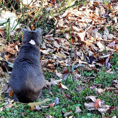 Molly Mew on mole alert