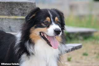 portrait photo of my Australian Shepherd