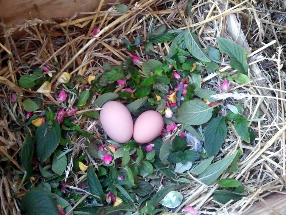 Skagit Farmers Supply Back to Basics Nesting Box Herbs Chicken