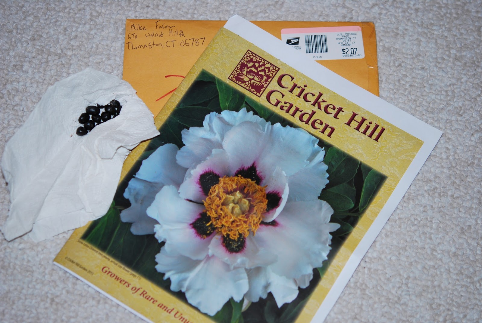 Southern Peony 2013 P. Rockii Peony Seeds from Cricket Hill Garden