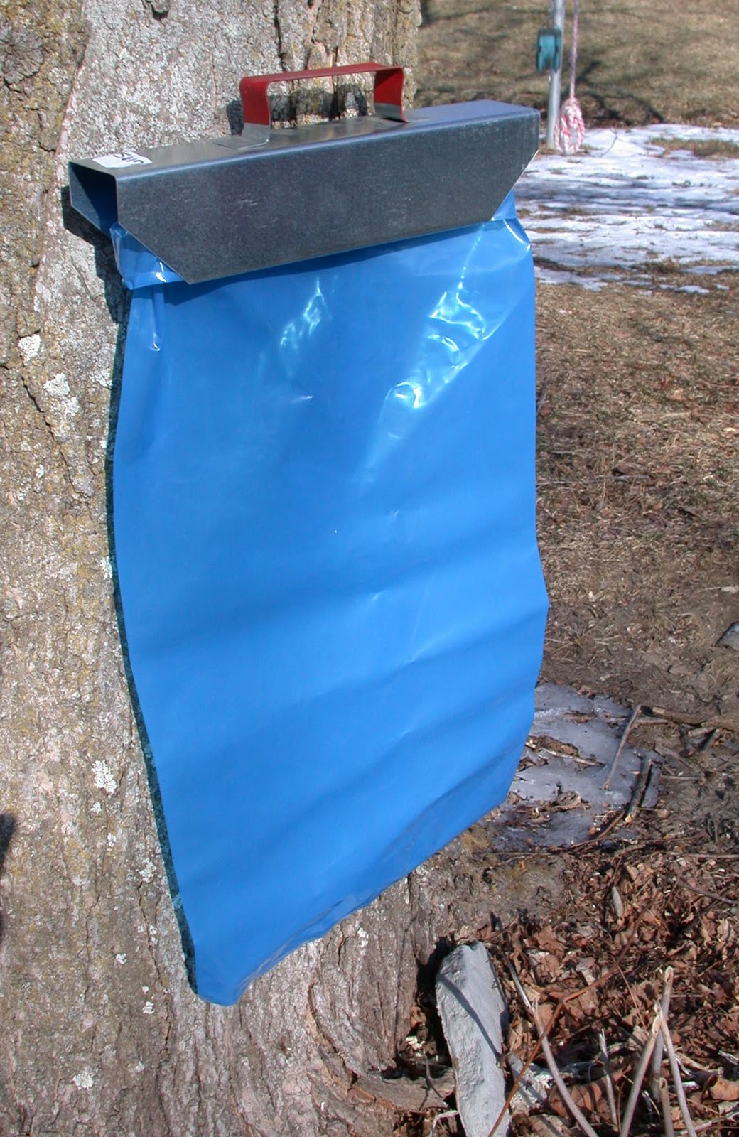 Rurification Maple Syrup Tapping the trees