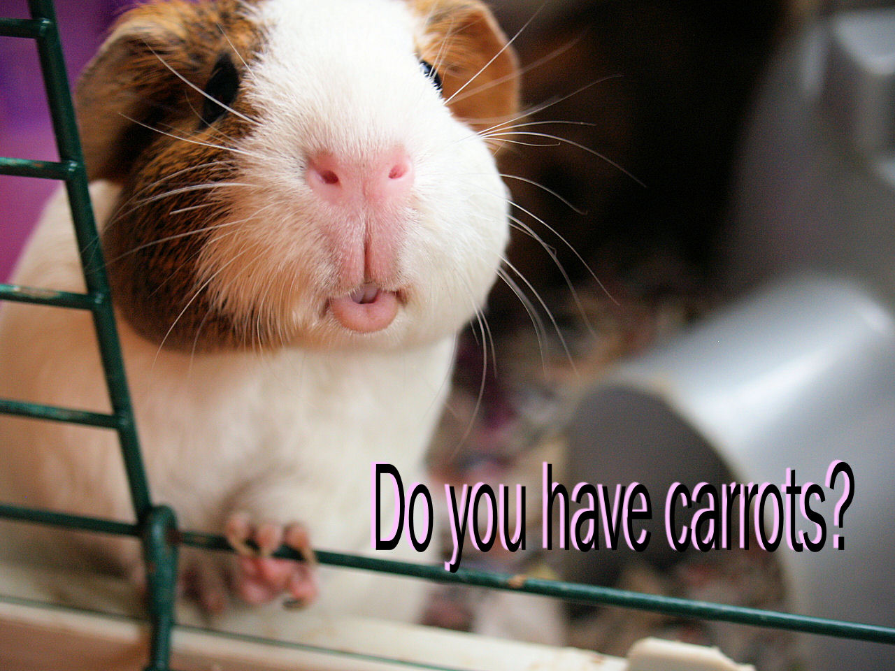 Wheeking Guinea Pigs! Will your piggies come to you? YES!