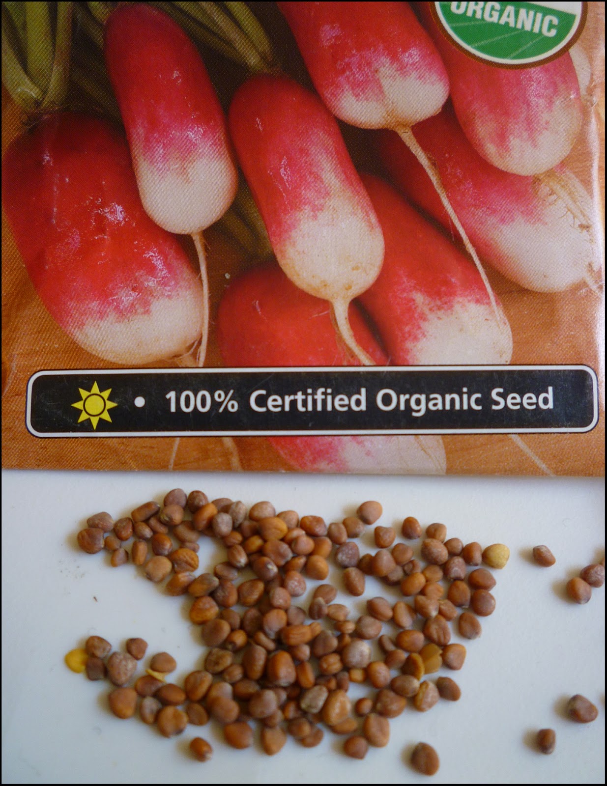 Patio of Pots Growing Radishes From Seeds