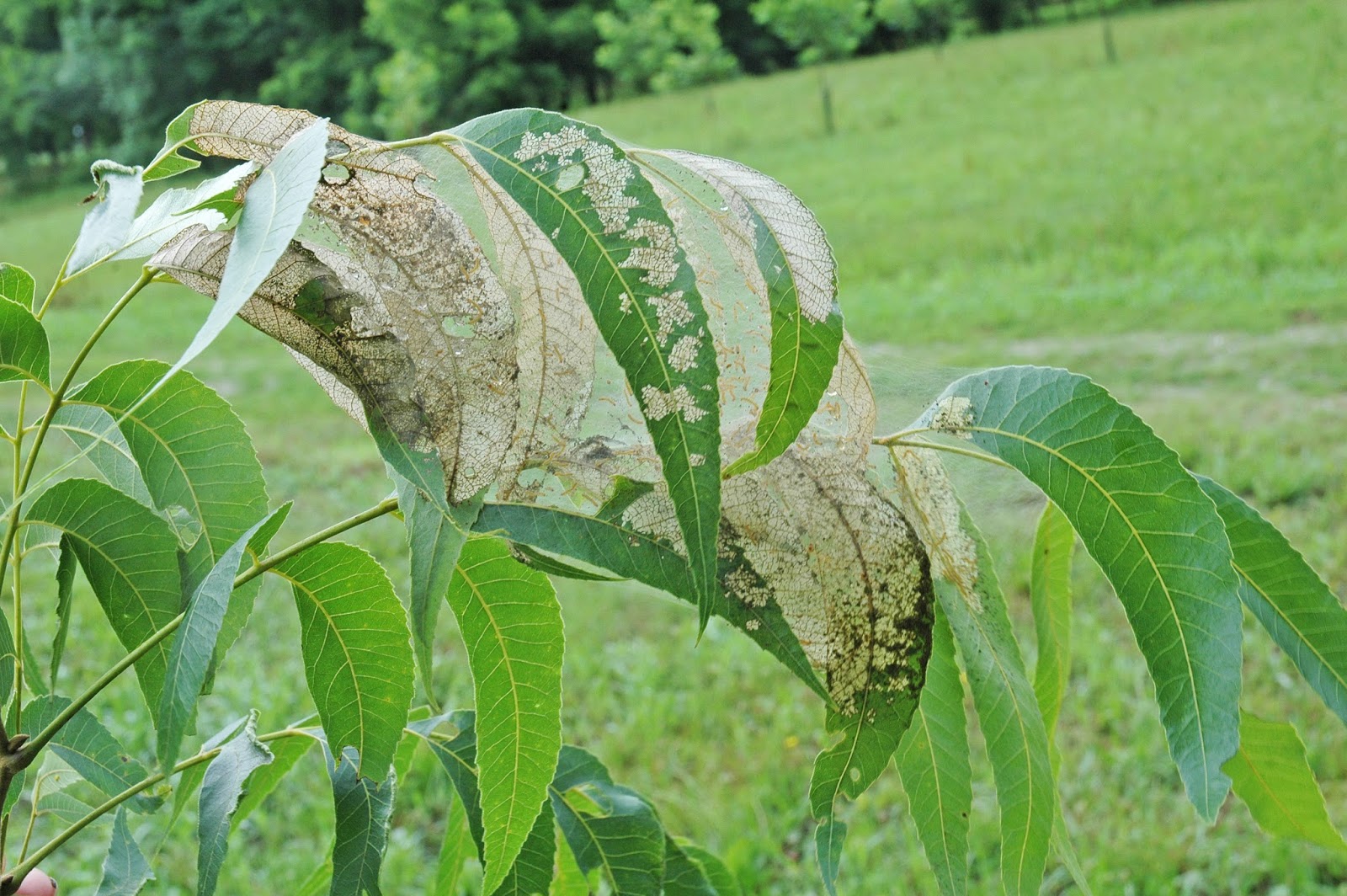 Northern Pecans Fall webworm makes an appearance