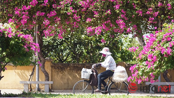[Image: hoa-giay-no-ro-o-Nha-Trang-5.JPG]