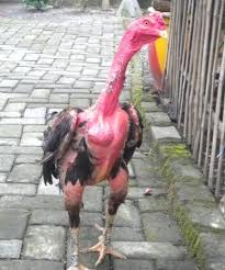 Ayam Bangkok Jogja