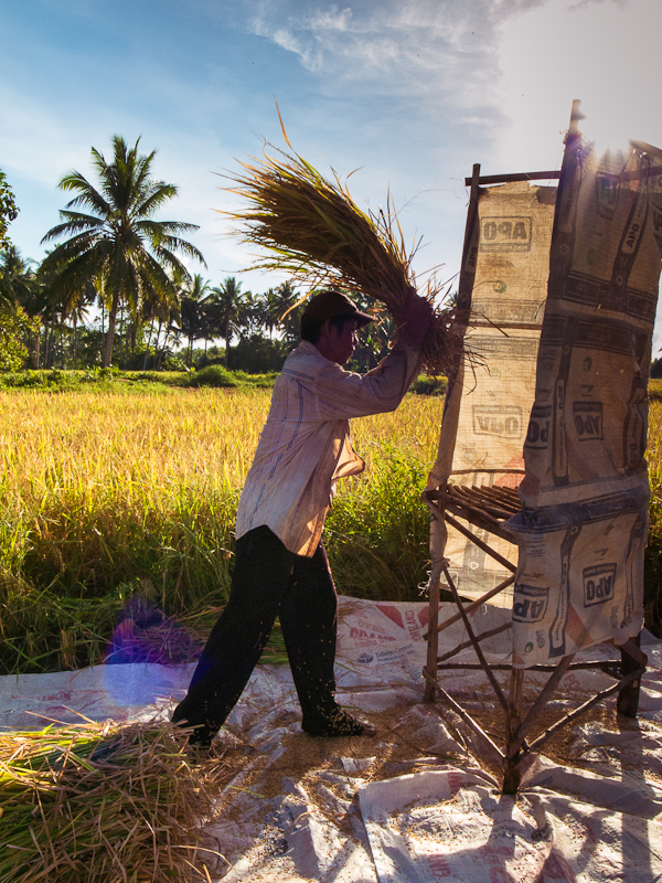 Rice+harvest-0013297.JPG