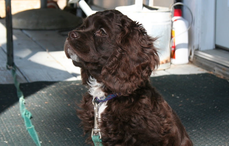 close up of little chocolate brown cocker spaniel sitting outside on wooden deck, she has her head lifted upwards in a somewhat regal pose