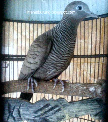 Membahas Ciri Ciri Burung Perkutut Titisan Majapahit