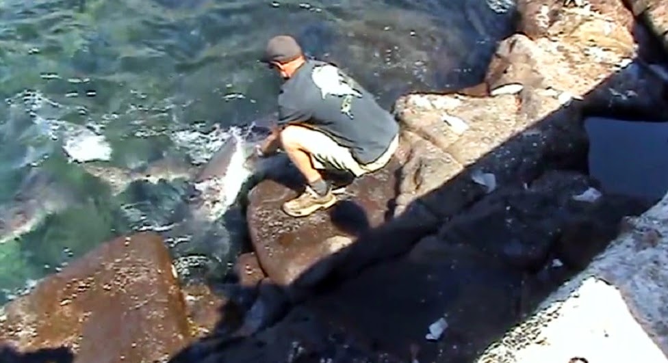 Close call while hand feeding shark Guy has close call while hand feeding shark at Norfolk Island Australia