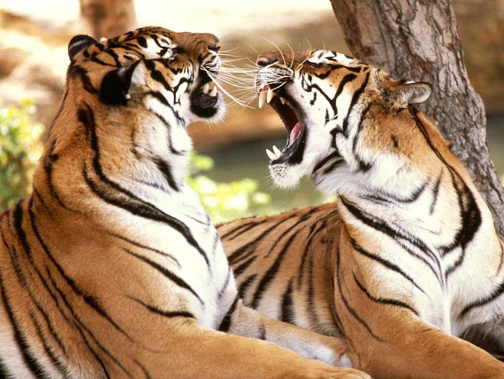 gambar harimau, foto harimau, wallpaper harimau terbaru, wallpapaper harimau keren, tiger wallpaper