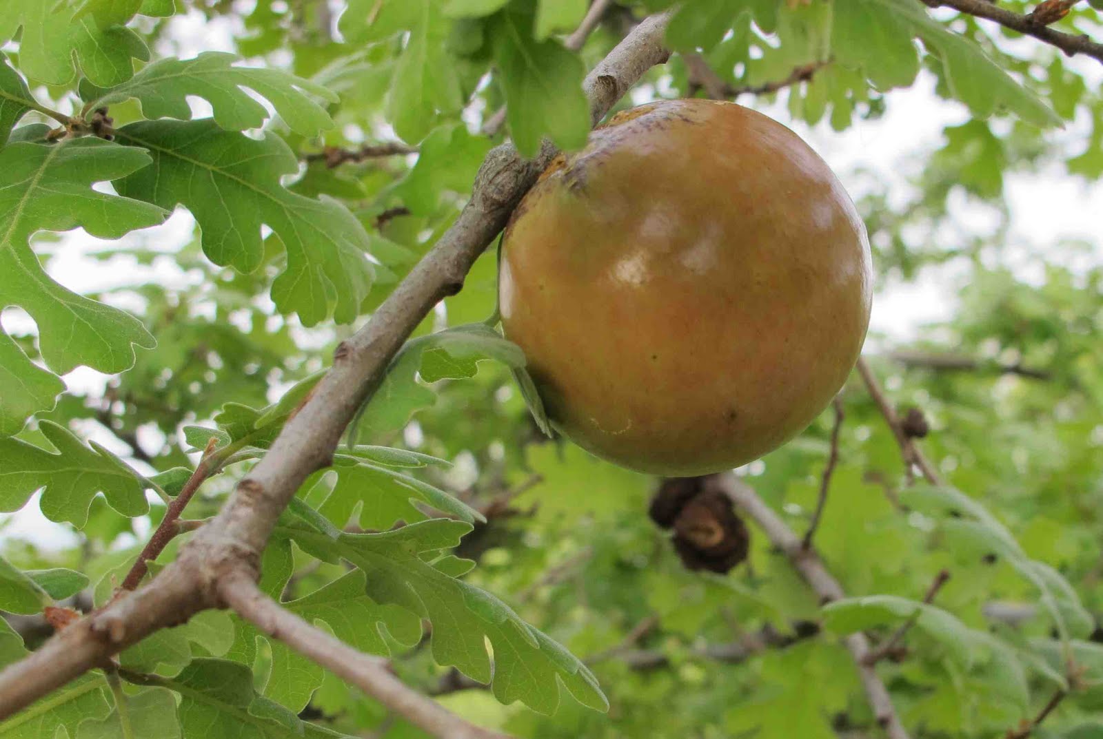 Of Ticks and Trees Spring Nature Study Eva Varga